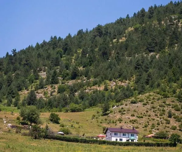 Willa иглика Jagodina